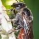 Les abeilles sauvages de Suisse Lasioglosse élégant - Lasioglossum elegans