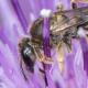 Les abeilles sauvages de Suisse Lasioglosse des steppes - Lasioglossum euboeensis