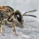 Les abeilles sauvages de Suisse Lasioglosse antennes-brunes - Lasioglossum fulvicorne