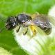 Les abeilles sauvages de Suisse Lasioglosse tête-carrée - Lasioglossum glabriusculum