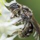 Les abeilles sauvages de Suisse Lasioglosse intermédiaire - Lasioglossum intermedium