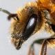 Les abeilles sauvages de Suisse Lasioglosse dentée - Lasioglossum laevigatum