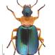 Carabes de Suisse  - Lebia chlorocephala
