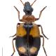 Carabes de Suisse  - Lebia cruxminor cruxminor