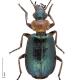 Carabes de Suisse  - Lebia cyanocephala cyanocephala
