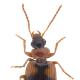 Carabes de Suisse  - Lebia humeralis