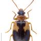 Carabes de Suisse  - Lebia scapularis scapularis