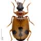 Carabes de Suisse  - Lebia trimaculata
