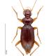 Carabes de Suisse  - Leistus ferrugineus