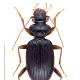 Carabes de Suisse  - Leistus fulvibarbis fulvibarbis
