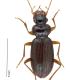 Carabes de Suisse  - Leistus nitidus