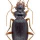 Carabes de Suisse  - Leistus rufomarginatus