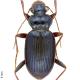 Carabes de Suisse  - Leistus spinibarbis spinibarbis