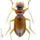 Carabes de Suisse  - Leistus terminatus