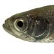 Poissons de Suisse Able de Stymphale (de Heckel) - Leucaspius delineatus 