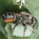 Les abeilles sauvages de Suisse  - Megachile alpicola