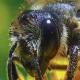 Les abeilles sauvages de Suisse  - Megachile centuncularis