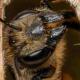 Les abeilles sauvages de Suisse  - Megachile genalis