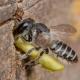 Les abeilles sauvages de Suisse  - Megachile rotundata