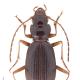 Carabes de Suisse  - Nebria cordicollis