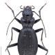 Carabes de Suisse  - Nebria crenatostriata