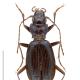 Carabes de Suisse  - Nebria fontinalis rhaetica