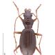 Carabes de Suisse  - Nebria germarii germarii