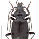 Carabes de Suisse  - Nebria gyllenhali gyllenhali