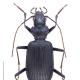 Carabes de Suisse  - Nebria jockischii jockischii