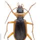Carabes de Suisse  - Nebria livida livida