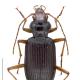Carabes de Suisse  - Nebria picicornis picicornis