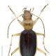 Carabes de Suisse  - Nebria psammodes
