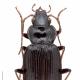 Carabes de Suisse  - Nebria salina