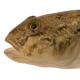 Les espèces néozones de Suisse Gobie à tache noire  - Neogobius melanostomus 