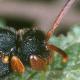 Les abeilles sauvages de Suisse Nomade bifasciée - Nomada bifasciata