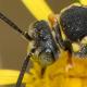 Les abeilles sauvages de Suisse Nomade points-jaunes - Nomada flavopicta