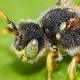 Les abeilles sauvages de Suisse Nomade fardée - Nomada fucata