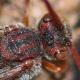 Les abeilles sauvages de Suisse Nomade ruficorne - Nomada ruficornis