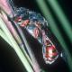 Les abeilles sauvages de Suisse Nomade semblable - Nomada similis