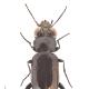 Carabes de Suisse  - Notiophilus aestuans