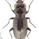 Carabes de Suisse  - Notiophilus germinyi