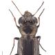 Carabes de Suisse  - Notiophilus palustris