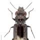 Carabes de Suisse  - Notiophilus quadripunctatus