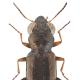 Carabes de Suisse  - Notiophilus rufipes