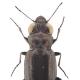 Carabes de Suisse  - Notiophilus substriatus