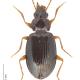 Carabes de Suisse  - Ocys quinquestriatus quinquestriatus