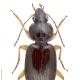 Carabes de Suisse  - Olisthopus rotundatus rotundatus