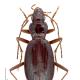 Carabes de Suisse  - Oreonebria angustata