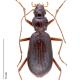 Carabes de Suisse  - Oreonebria angusticollis