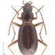 Carabes de Suisse  - Oreonebria bluemlisalpicola